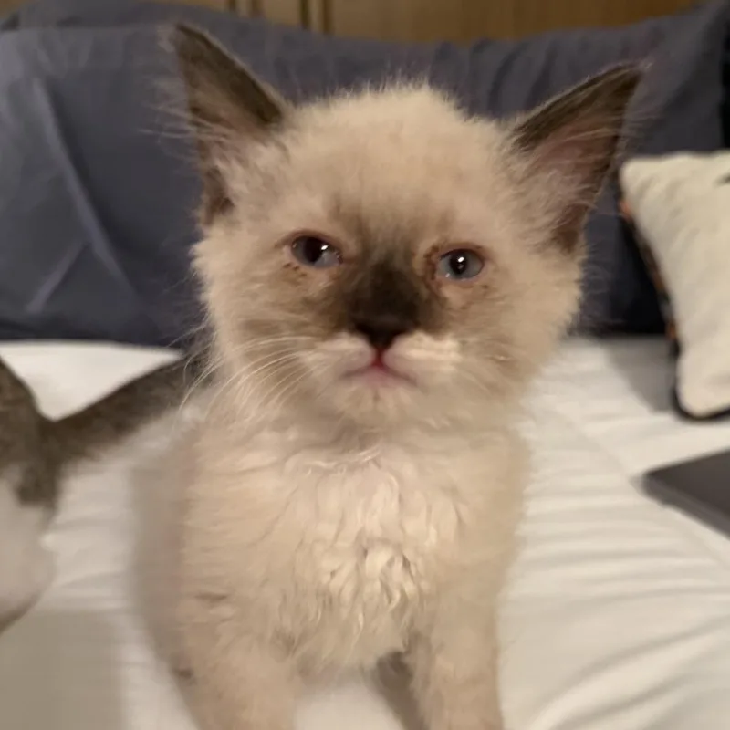 A baby small-sized male Siamese cat named Colt for adoption in Los Angeles, CA