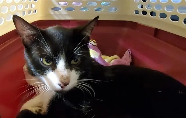 An adult medium-sized male Domestic Short Hair cat named Daffy for adoption in Aurora, IL