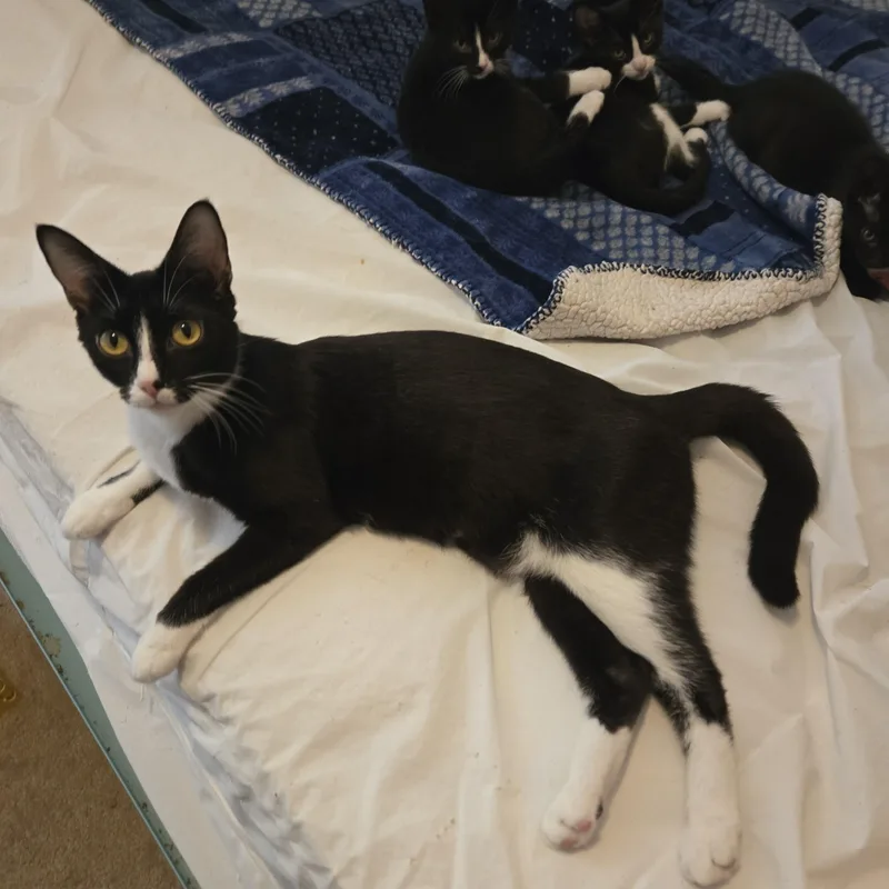 An adult medium-sized female Black & White / Tuxedo Domestic Short Hair cat named Gia for adoption in Grove City, OH