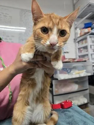 An adult medium-sized female Domestic Short Hair cat named Criss Cross Applesauce for adoption in West Chester, PA