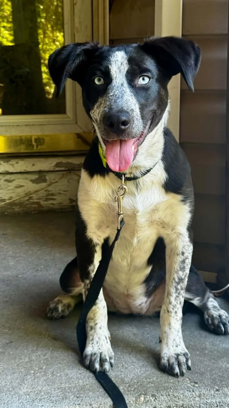 A baby medium-sized female Pointer dog named Tilly for adoption in Holbrook, NY