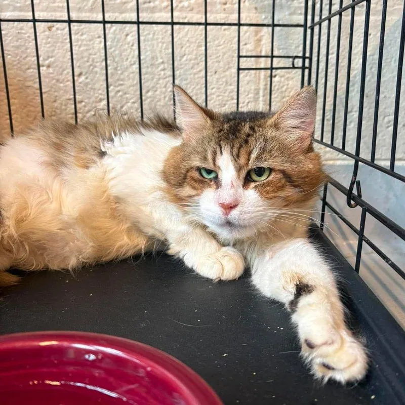An adult medium-sized male White Domestic Medium Hair cat named Abraham for adoption in Huntington, WV