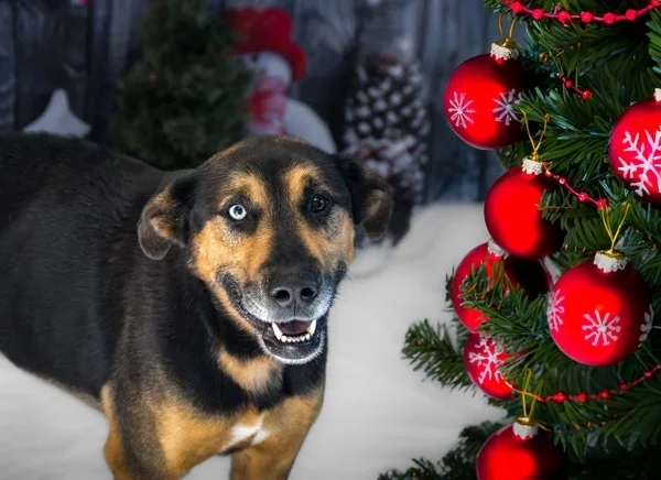 Sammy thumbnail 3