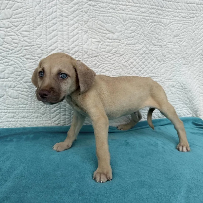A baby small-sized male Yellow / Tan / Blond / Fawn Terrier dog named Fortune Teller for adoption in Carencro, LA