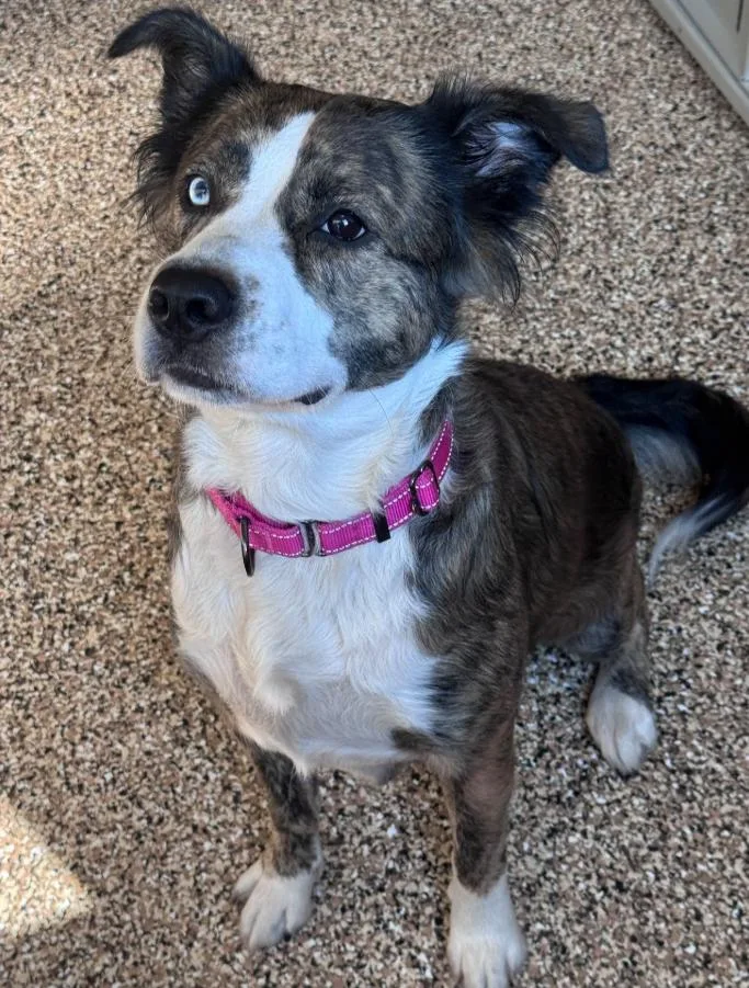 Stella