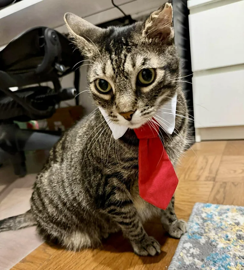 An adult medium-sized female Tabby (Brown / Chocolate) Domestic Short Hair cat named Reba Sweet Lap Cat! for adoption in Forest Hills, NY