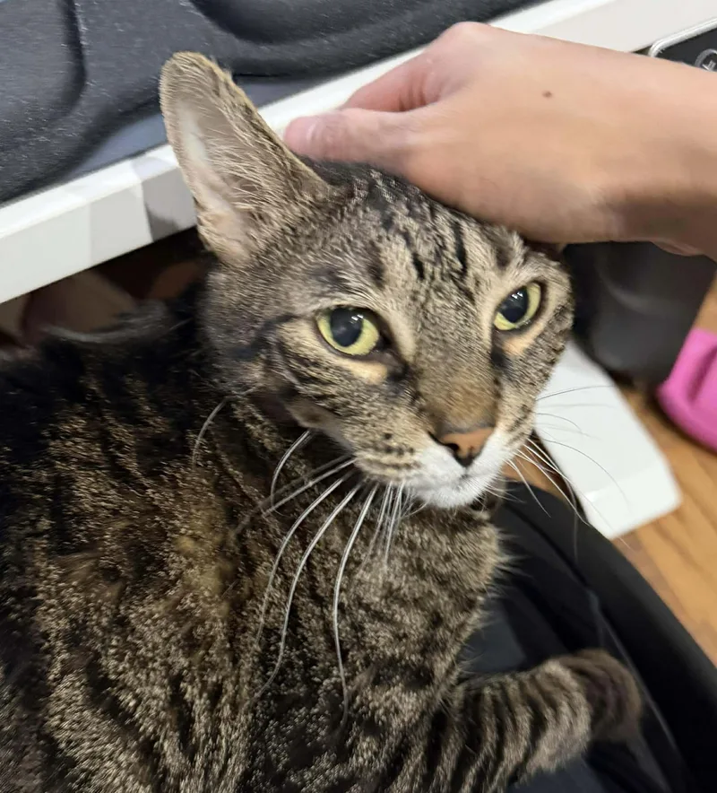 Reba Sweet Lap Cat! thumbnail 2