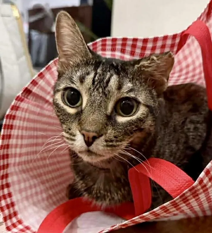 Reba Sweet Lap Cat! thumbnail 3