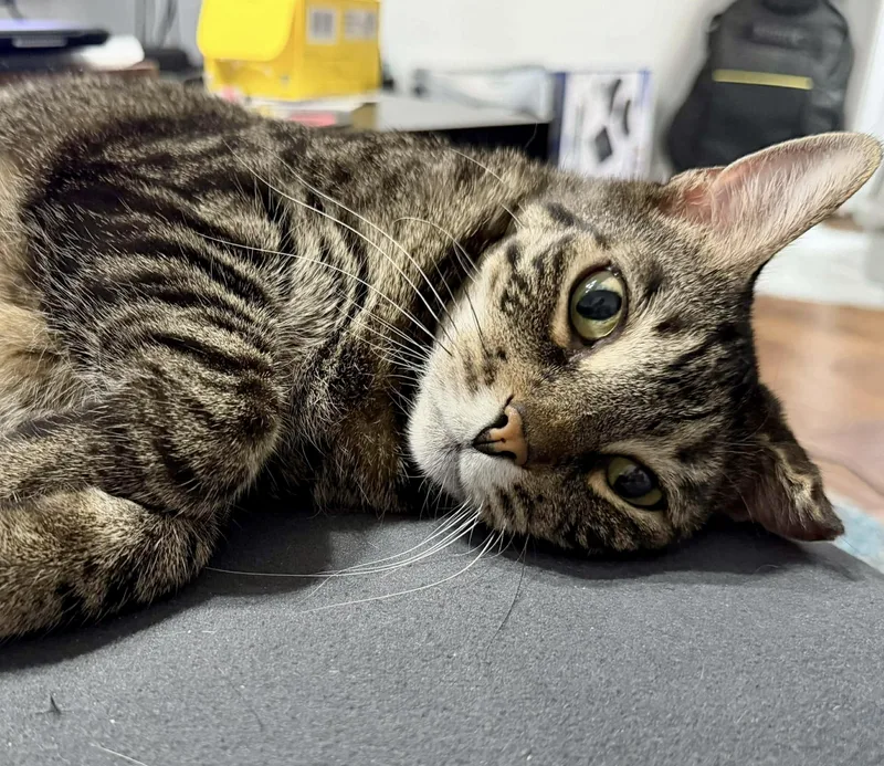 Reba Sweet Lap Cat! thumbnail 4