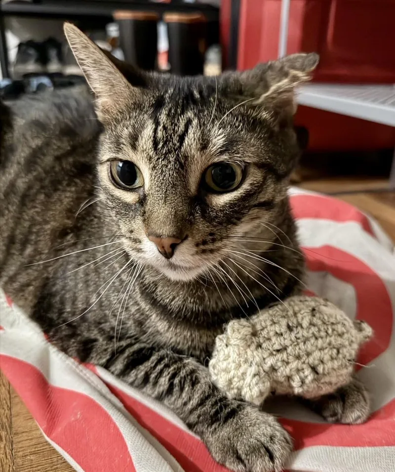 Reba Sweet Lap Cat! thumbnail 6