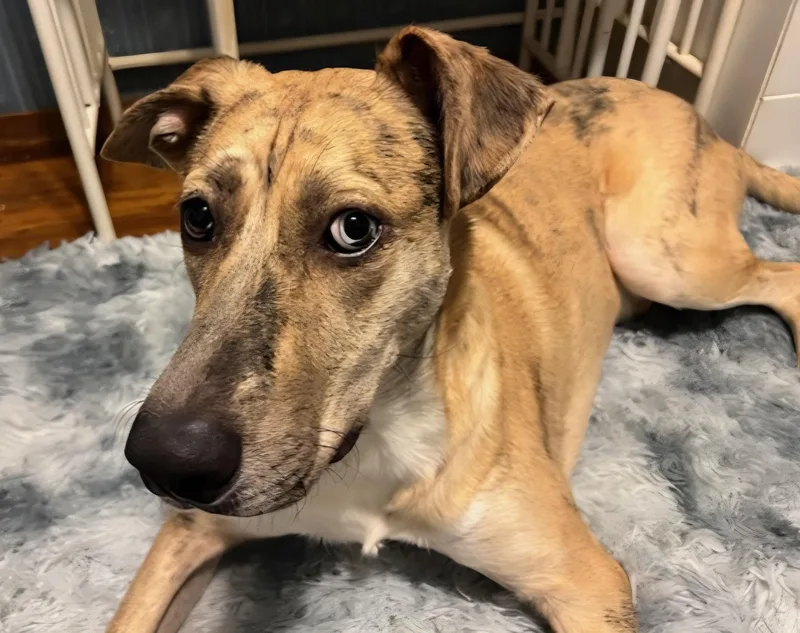 A young medium-sized male Catahoula Leopard Dog dog named Sawyer for adoption in Raymond, MS