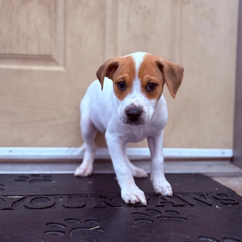 A baby medium-sized male Feist dog named Ciro for adoption in Fenton, MI