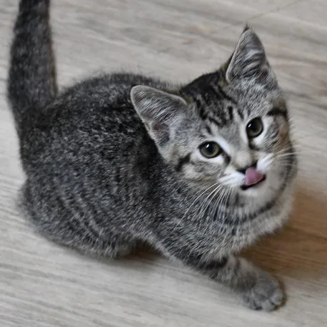 A baby small-sized female Gray / Blue / Silver American Shorthair cat named Tonya for adoption in Johnson City, TN