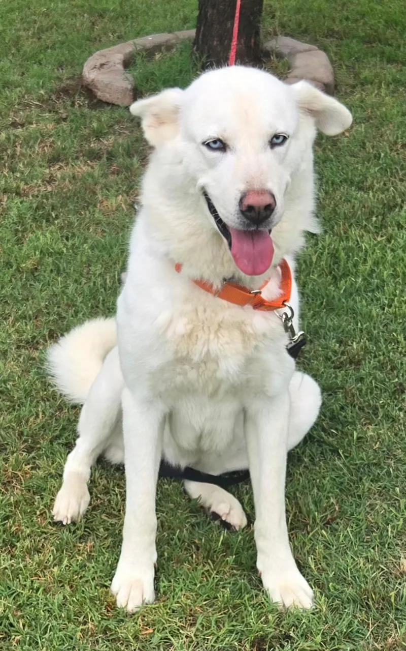 Diva