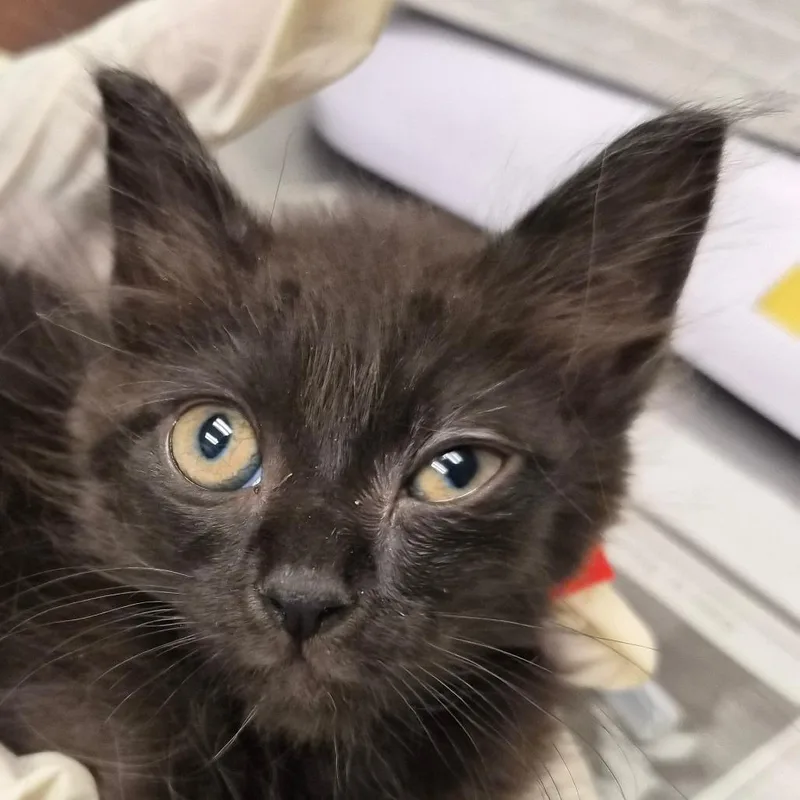 A baby small-sized female Black Domestic Short Hair cat named Meena for adoption in Jacksonville, FL