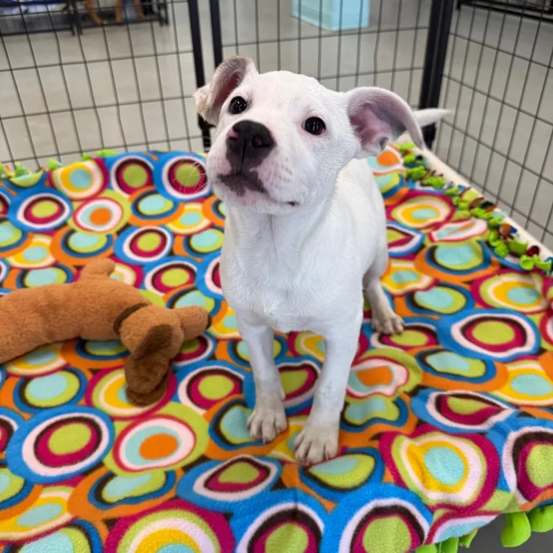A baby small-sized male White / Cream Pit Bull Terrier dog named Knight for adoption in Houston, TX