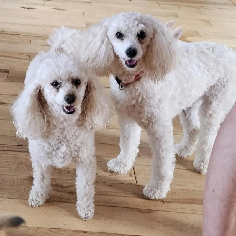 An adult small-sized female White / Cream Poodle dog named Sadie for adoption in Huntsville, AL