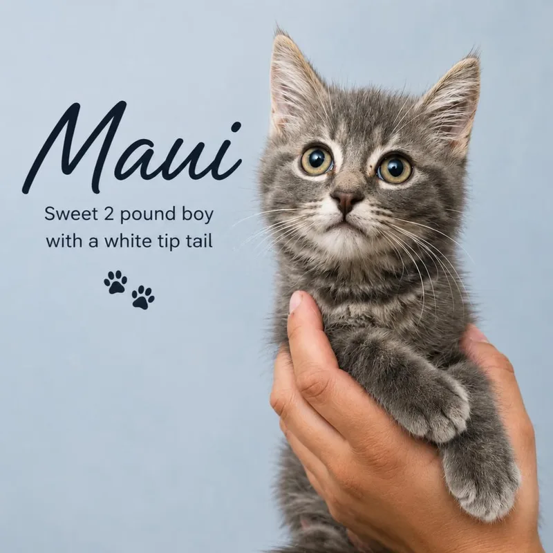 A baby medium-sized male Tabby (Gray / Blue / Silver) Domestic Short Hair cat named Maui for adoption in Quincy, OH