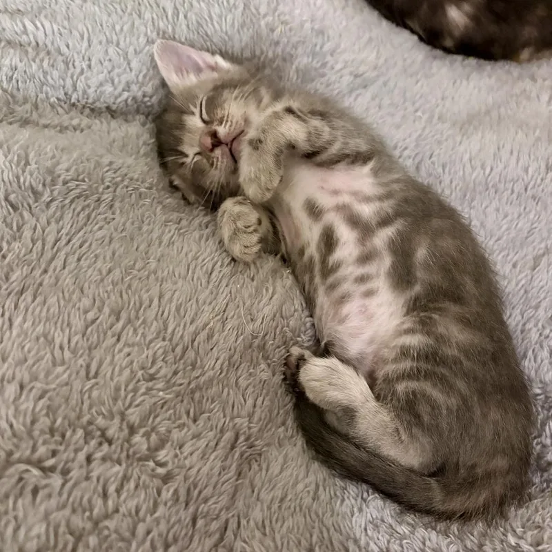 A baby small-sized male Gray / Blue / Silver Domestic Short Hair cat named Horn Shark for adoption in Austin, TX