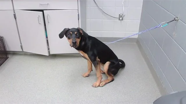 A young small-sized female Rottweiler dog named Espresso for adoption in Omaha, NE