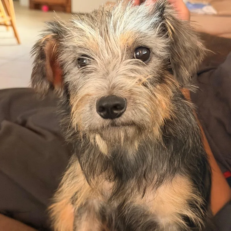 An adult small-sized female Brown / Chocolate Mixed Breed dog named Mother Earth for adoption in Leander, TX