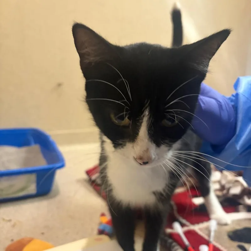 An adult medium-sized female Black Domestic Short Hair cat named Wonder Woman for adoption in Pekin, IL