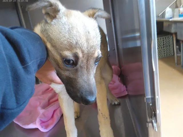 A baby small-sized female German Shepherd Dog dog named A for adoption in Chula Vista, CA
