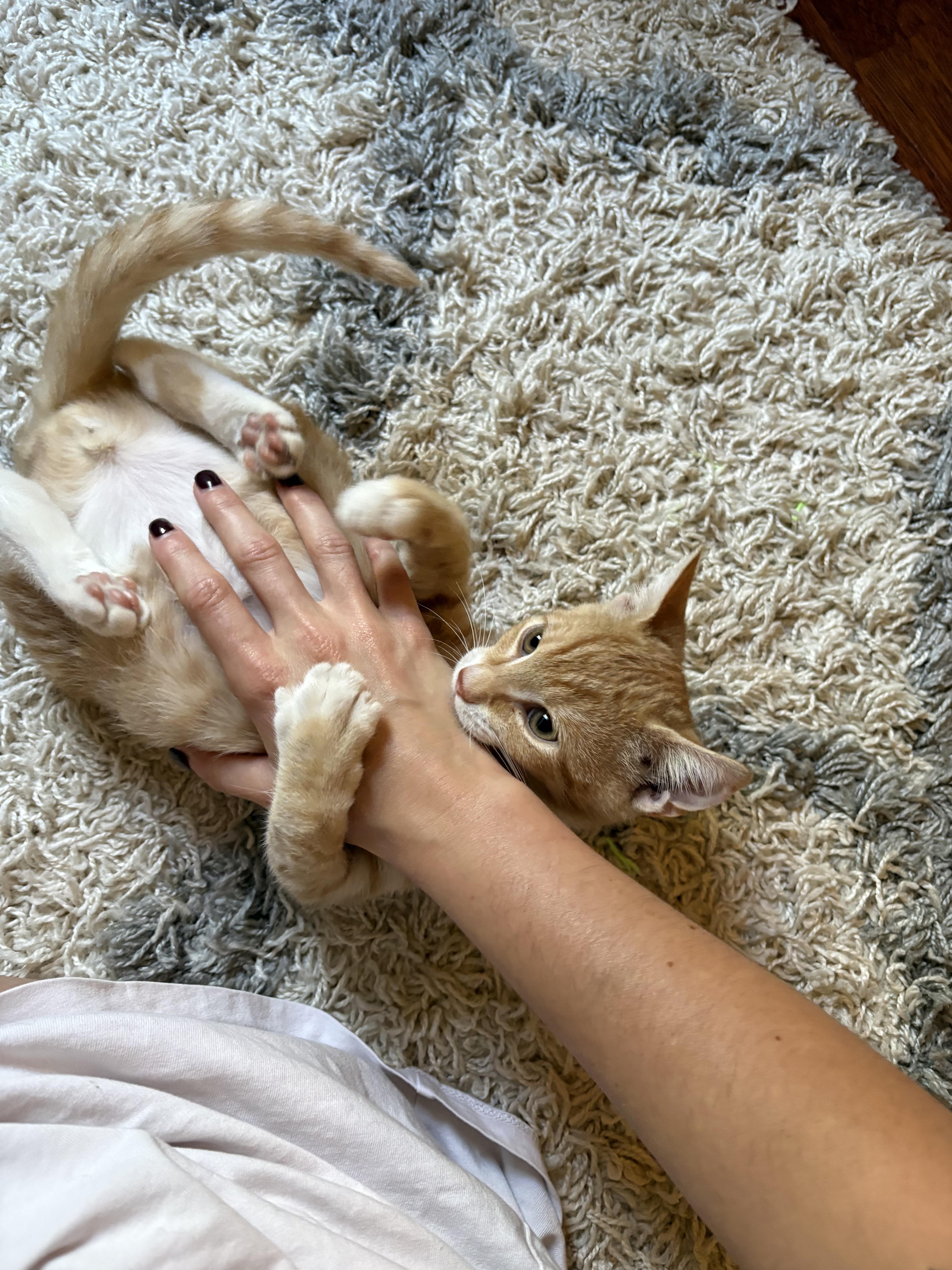 A baby medium-sized male Domestic Short Hair cat named Crush for adoption in Mississippi State, MS