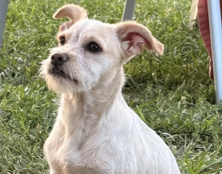 A baby small-sized female Apricot / Beige Cocker Spaniel dog named Penny The Amazing for adoption in woodland, CA