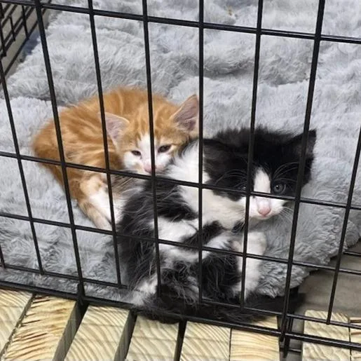 A young small-sized male Orange / Red Domestic Medium Hair cat named Q for adoption in Rochester, MN