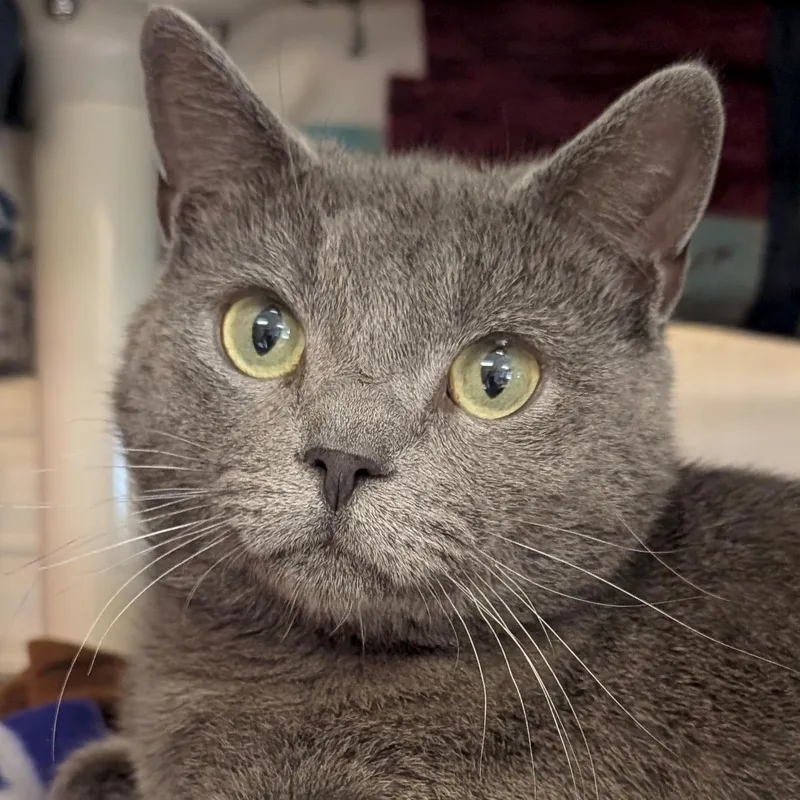 An adult medium-sized male Gray / Blue / Silver Domestic Short Hair cat named Crochet for adoption in Jefferson, WI