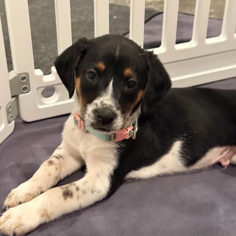 A baby medium-sized male Tricolor (Brown, Black, & White) German Shorthaired Pointer dog named Zebu for adoption in Spring hill, TN