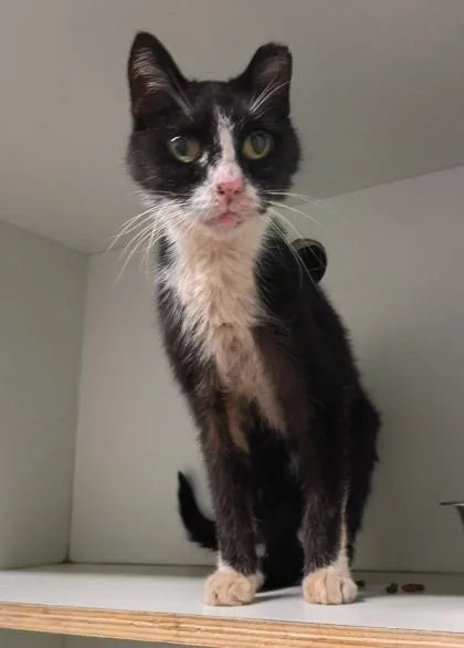 A senior small-sized female Domestic Short Hair cat named Dahlia for adoption in Palm Coast, FL