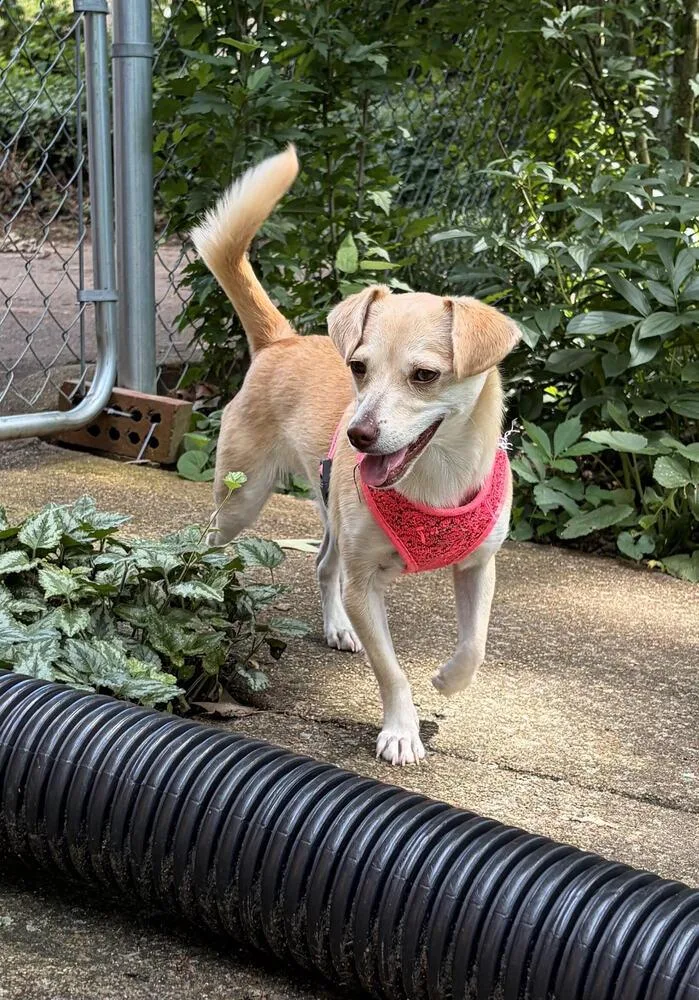 A young small-sized female Chihuahua dog named Millie for adoption in Chattanooga, TN