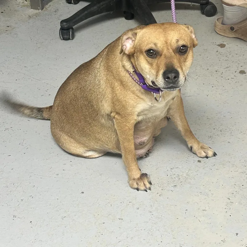 An adult medium-sized female Yellow / Tan / Blond / Fawn Mixed Breed dog named Mamacita for adoption in Uniontown, PA