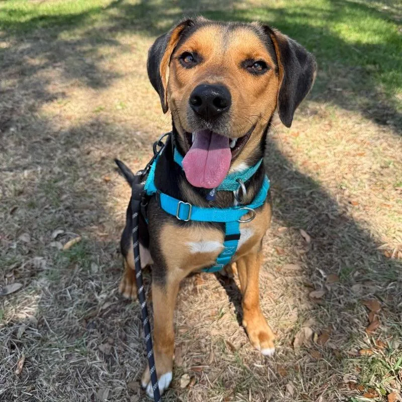An adult medium-sized male Black Hound dog named Roscoe for adoption in Clearwater, FL