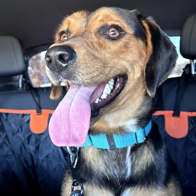 Roscoe thumbnail 3