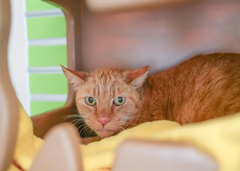 An adult medium-sized male Tabby (Orange / Red) Domestic Short Hair cat named Chester for adoption in Boise, ID