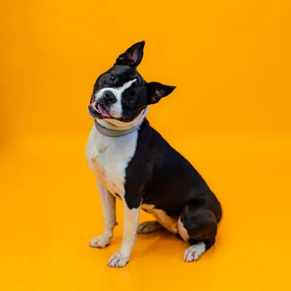 Pen  Sadie thumbnail 2