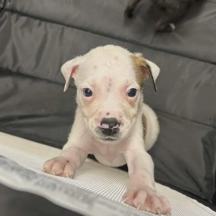 A baby medium-sized male White / Cream English Bulldog dog named Olaf for adoption in Mundelein, IL