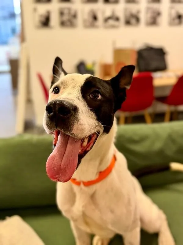 A baby large-sized male Pit Bull Terrier dog named Billie for adoption in Van Nuys, CA