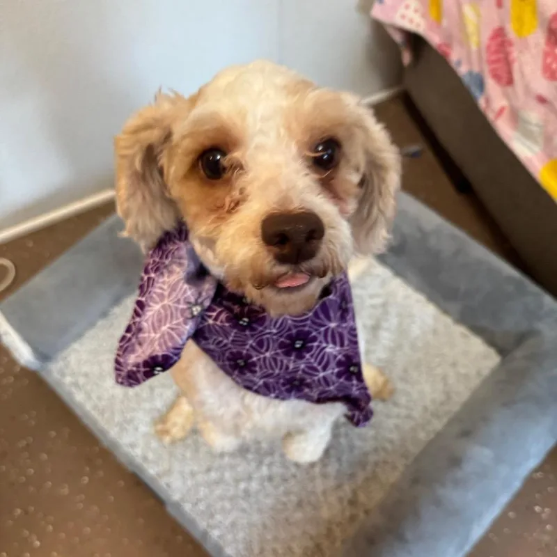 An adult small-sized male White / Cream Miniature Poodle dog named Kobe for adoption in Belleville, IL