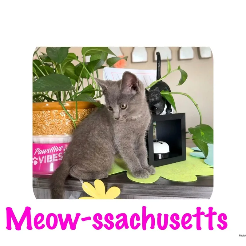 A baby small-sized female Gray / Blue / Silver Domestic Short Hair cat named Meowssachusetts for adoption in Ashland, KY