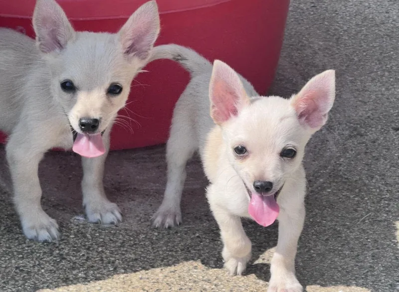 A young small-sized male Chihuahua dog named Rocky for adoption in Forney, TX