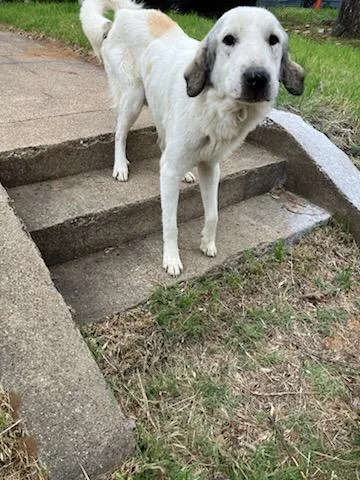 An adult extra large-sized male Mixed Breed dog named Shiloh for adoption in Dallas, TX