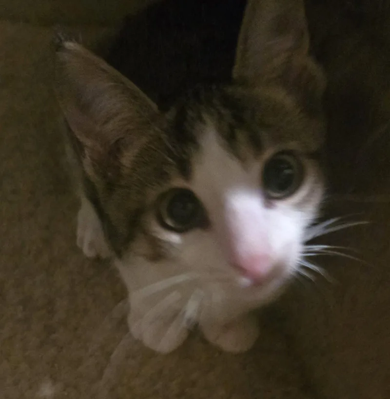 A young medium-sized male Gray & White Domestic Short Hair cat named Tater Tot for adoption in Cypress, TX