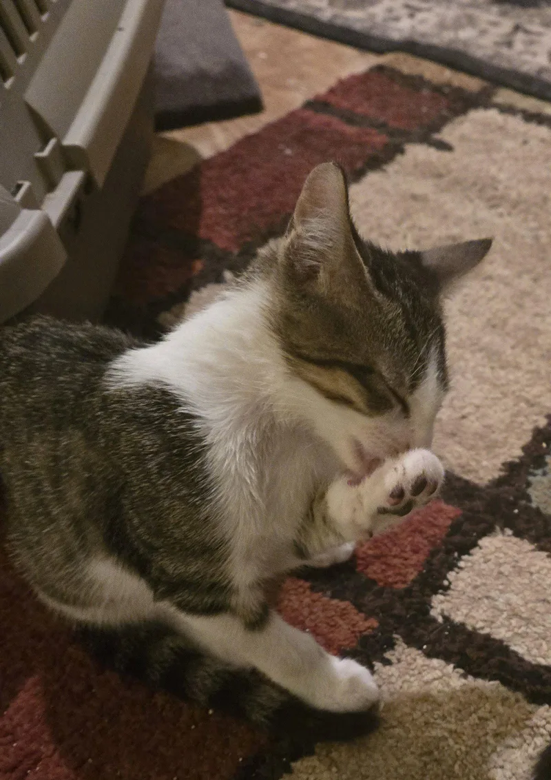 Tater Tot thumbnail 2