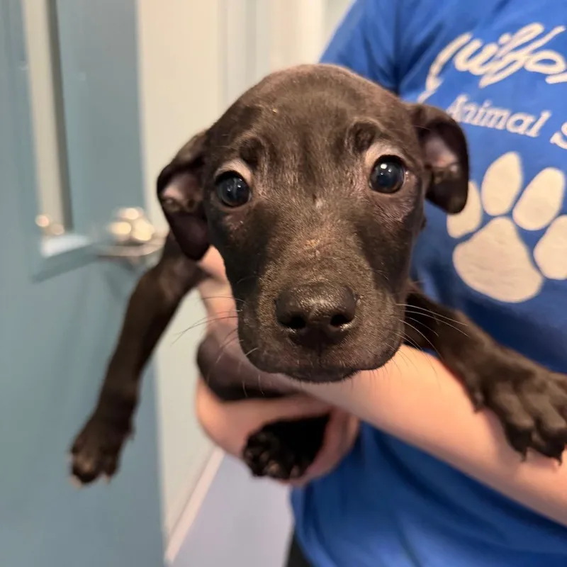 Mac N Cheese thumbnail 2