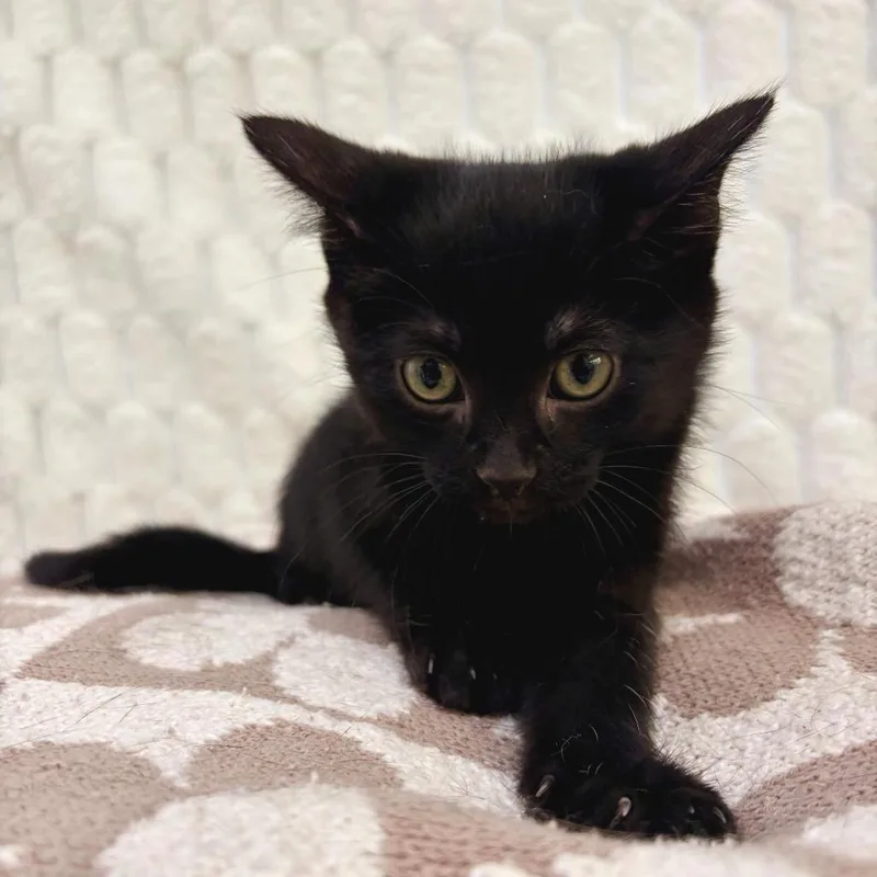 A baby small-sized female Black Domestic Short Hair cat named Jinu for adoption in Deerfield, IL