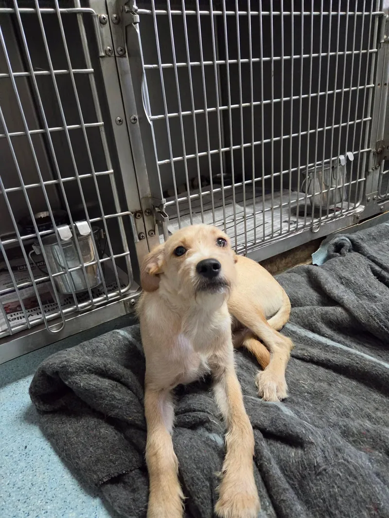 A baby small-sized male Terrier dog named Stan for adoption in El Centro, CA